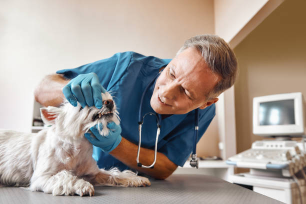 Best Emergency Denture Repair in Lowellville, OH